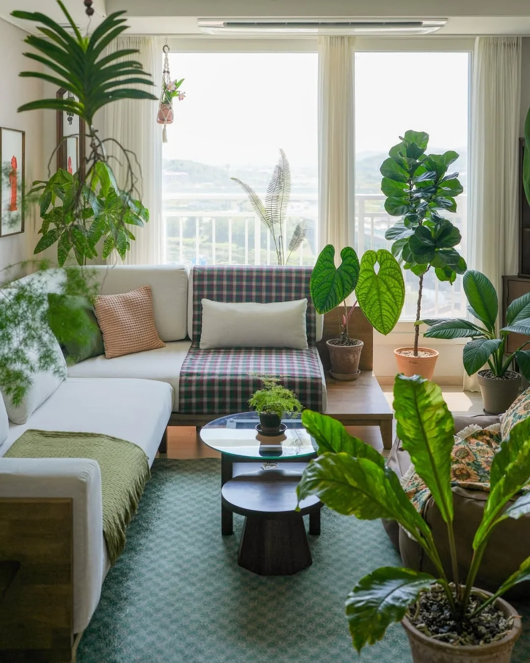 Plants in living room decor