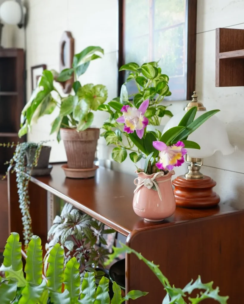 Stylish living room plants