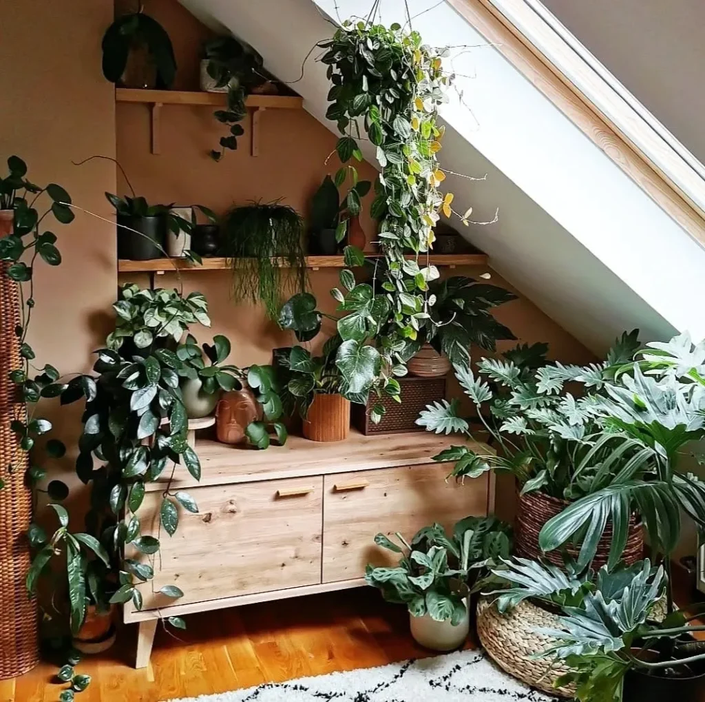 Plants decor inspo