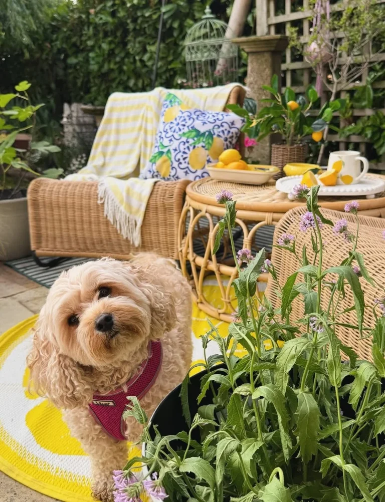 Stylish Outdoor Furniture Ideas You’ll Want Now