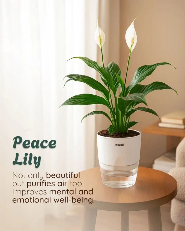 Stylish Indoor Plants Decor Ideas