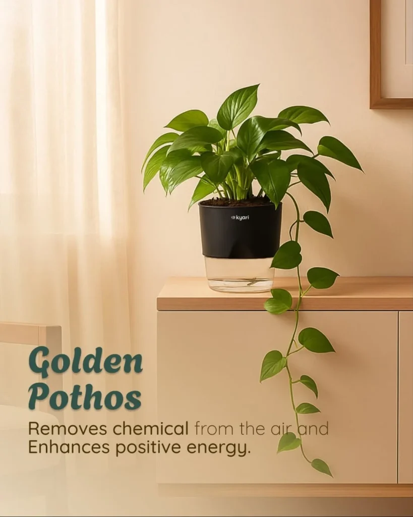indoor plants